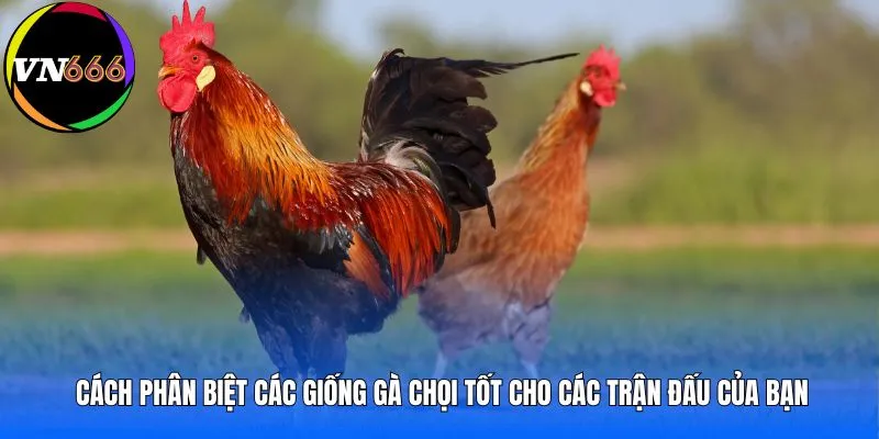 Cách phân biệt các giống gà chọi tốt cho các trận đấu của bạn