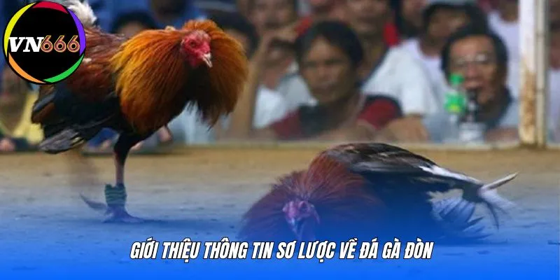 Giới thiệu thông tin sơ lược về đá gà đòn