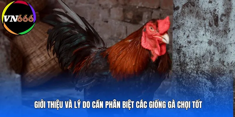 Giới thiệu và lý do cần phân biệt các giống gà chọi tốt