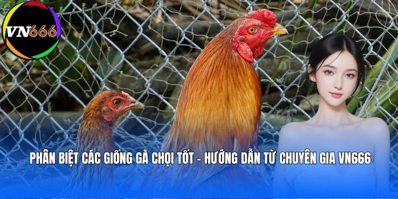 phan-biet-cac-giong-ga-choi-tot-huong-dan-tu-chuyen-gia-vn666-avt