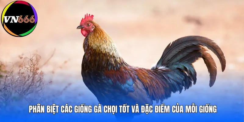 Phân biệt các giống gà chọi tốt và đặc điểm của mỗi giống