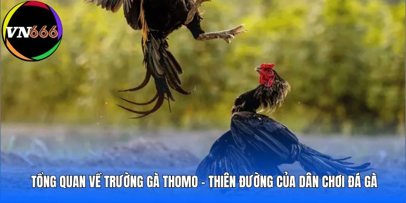 Tổng quan về trường gà Thomo - Thiên đường của dân chơi đá gà